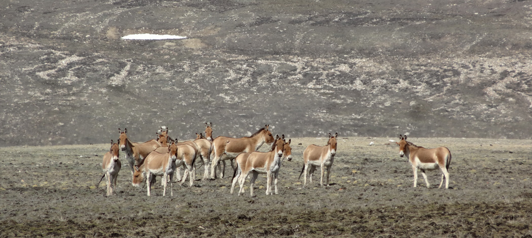 हुम्लाः जर्नी इन्टु दि हिडन सांग्रिला