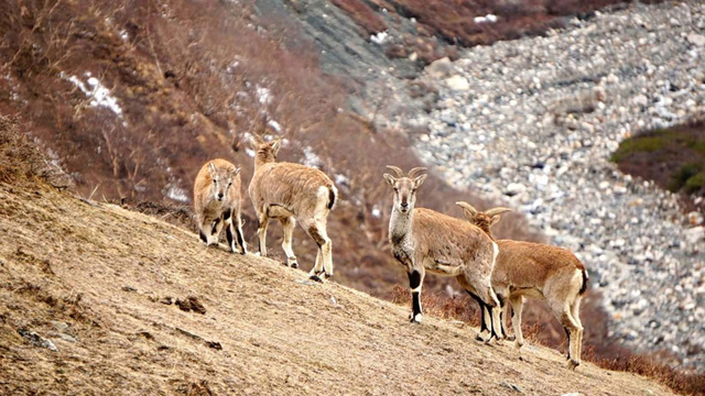 ढाेरपाटनमा ६ नाउर र तीन झारलको सिकार,  एक करोड ८९ लाख  राजस्व संकलन