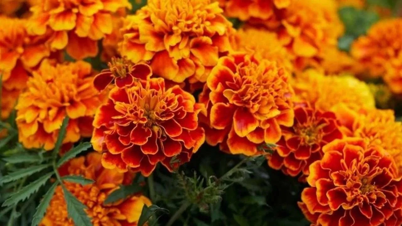 marigold-Flower.jpg