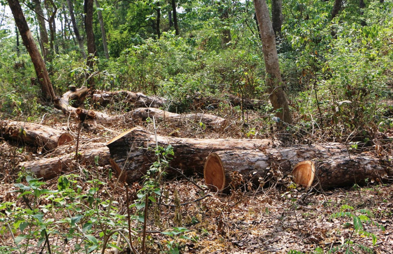 bharatpur-forest.jpg