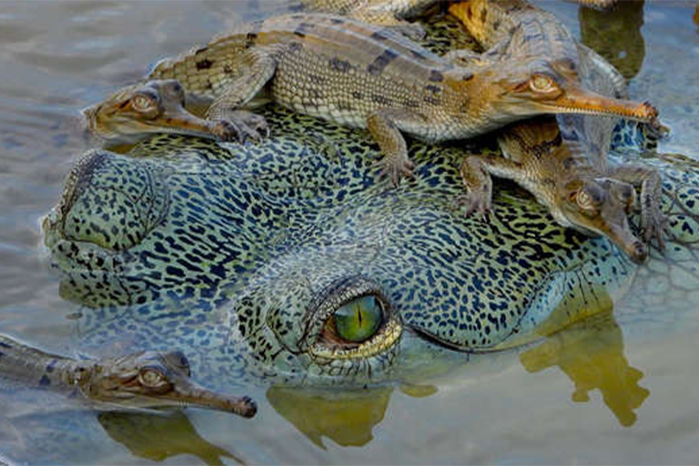 6-Male-gharial-c-Phoebe-Griffith-web-ratio.jpg