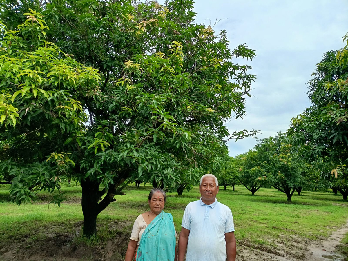 Mango-tree-siraha.jpg