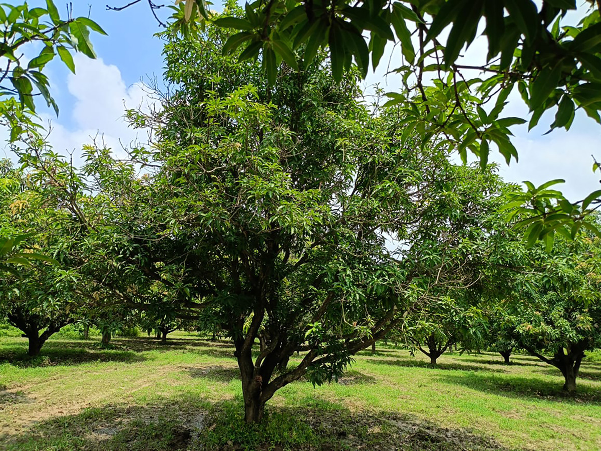 Mango-tree.jpg