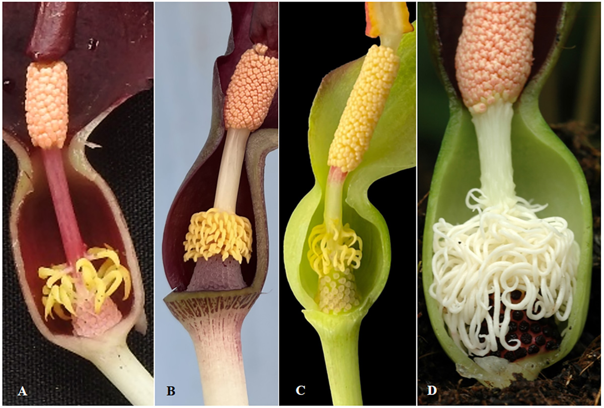 Typhonium-morangense-and-others.jpg