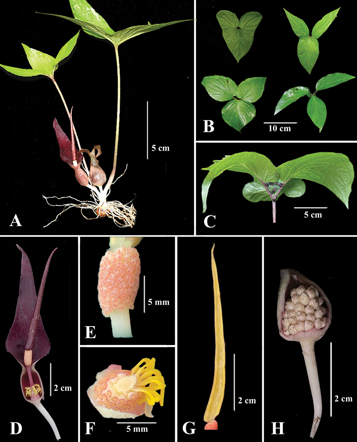 ﻿Typhonium-morangense1.jpg