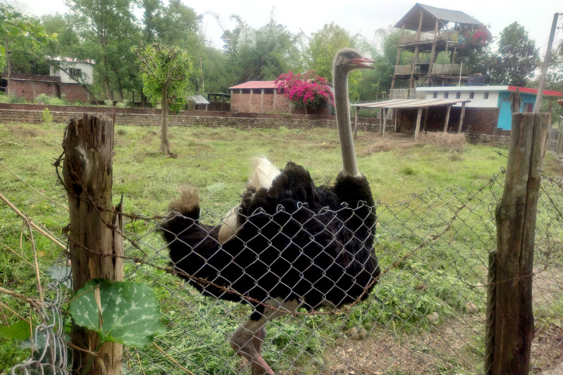 'मिनी चिडियाखाना' मा चितुवादेखि सर्पसम्म (तस्वीरहरू)