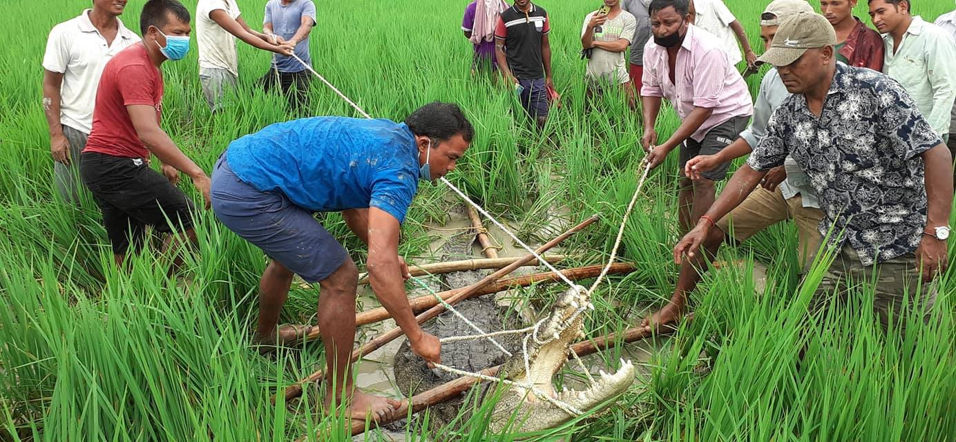 नदीबाट बाहिर निस्कन थाले मगर गोही, बर्दियामा गरियो उद्दार