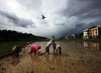 देशैभर धमाधम धान रोपिंदै, युवाशक्ति गाउँगाउँ पुगेकाले उत्पादन बढ्ने