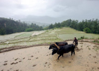 नेपालमा धान उत्पादन वृद्धि कसरी?