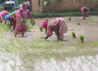 धान रोपाइँ ३७ प्रतिशतले बढ्यो, असार तेस्रो सातामै ६० प्रतिशत सकियो