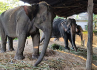 पर्यटक नहुँदा हात्ती पाल्नै समस्या भो सौराहाका पर्यटन व्यवसायीलाई