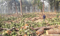 काठ कटानबारे छानविन गर्न गठित उच्चस्तरीय समितिको म्याद १५ दिन थप