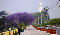 काठमाडौंमा ढकमक्क ज्याकारान्डा (तस्वीरहरू)