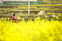 खाेकनामा छपक्कै तोरीबारी (तस्वीरहरू)