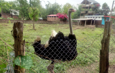 'मिनी चिडियाखाना' मा चितुवादेखि सर्पसम्म (तस्वीरहरू)