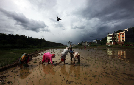 देशैभर धमाधम धान रोपिंदै, युवाशक्ति गाउँगाउँ पुगेकाले उत्पादन बढ्ने