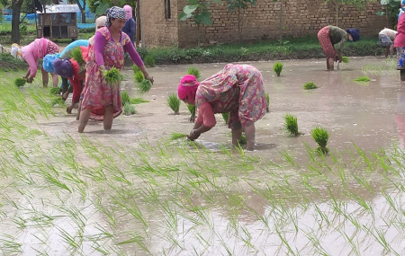 धान रोपाइँ ३७ प्रतिशतले बढ्यो, असार तेस्रो सातामै ६० प्रतिशत सकियो