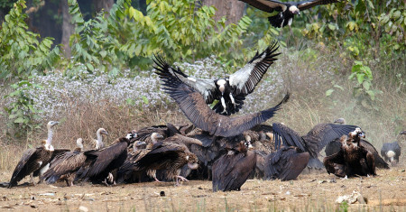 डाइक्लोफेनेकको प्रतिबन्धपछि गिद्धको संख्यामा सुधार