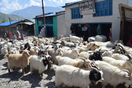 चीनबाट च्याङ्ग्रा नआउँदा महङ्गो भयो हुम्लीको दशैँ