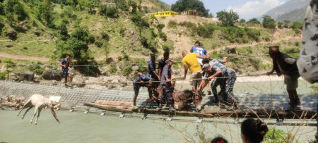 कर्णाली नदीको झोलुंगे पुलमा अड्किएका खच्चडको उद्धार