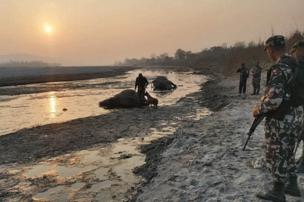 गोली हानेर गैंडा मारेको आरोपमा एक जना पक्राउ