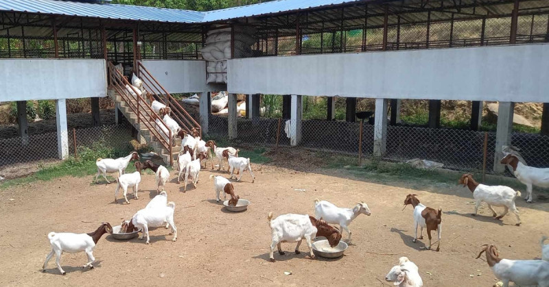 पाँच युवाले १३ करोड लगानी गरेको बाख्रा फार्म